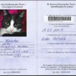 Does My Cat Needs A Passport To Travel NOVA Cat Clinic Arlington