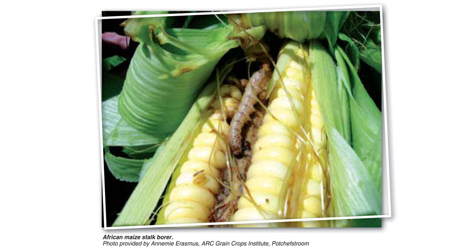 Prevention And Control Of Stalk Borer In Maize