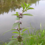 Wild Mint Northeast School Of Botanical Medicine