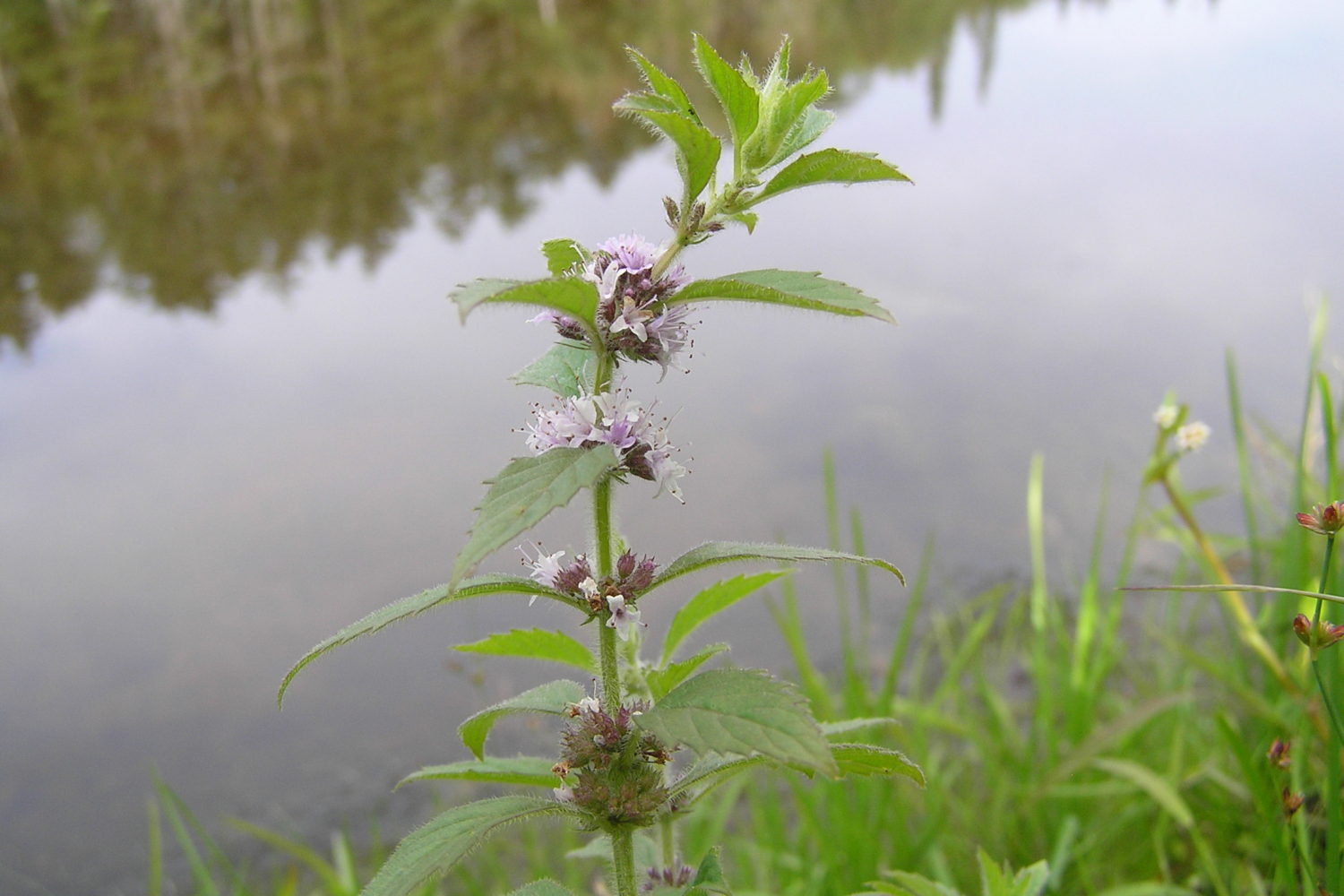 Wild Mint Northeast School Of Botanical Medicine